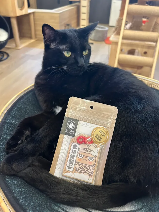 くま君とニャニャワ