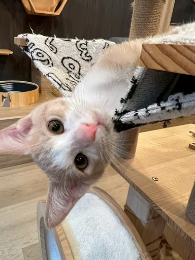 デビューしたてのちゃい君