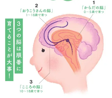 脳発達の3ステップ