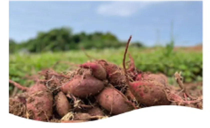 久米島産紅芋画像