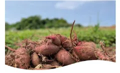 久米島産紅芋画像