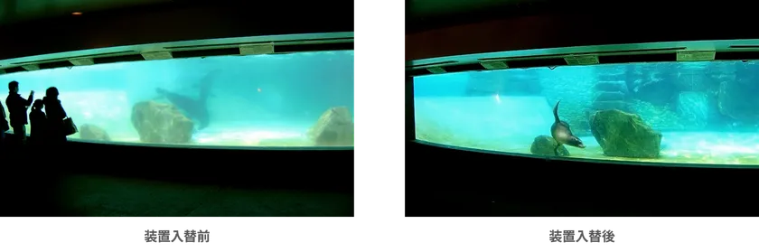 アシカ池の水質改善