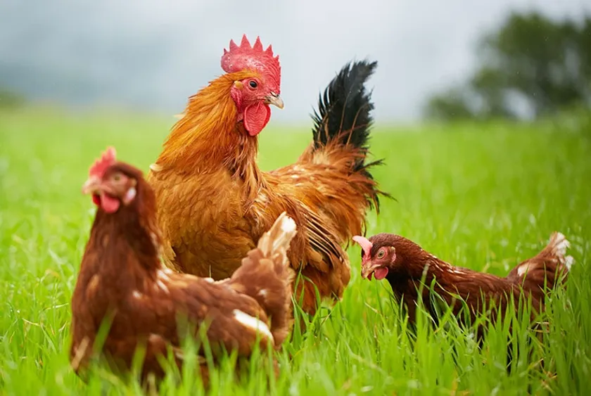 地元ブランドたまご「日の出たまご」とは