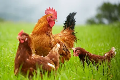 地元ブランドたまご「日の出たまご」とは