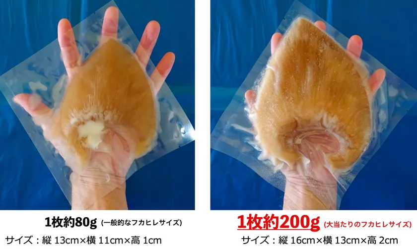 大きなフカヒレ