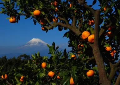 みかんと富士山