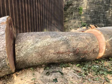 お預かりした御神木の欅