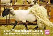 イメージキャラクター「羊」