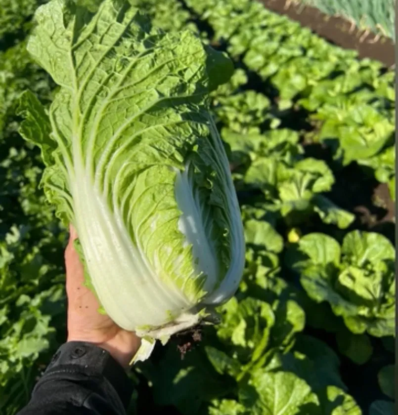 東京都野菜イメージ(Shimada farm)
