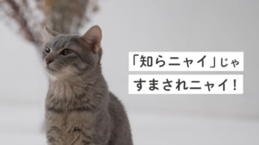動画イメージ1