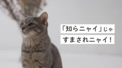 動画イメージ1