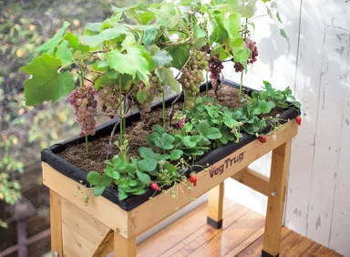 木製菜園プランター　ベジトラグ　使用イメージ