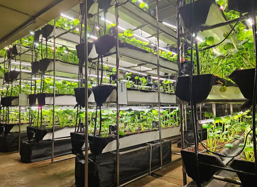 わさびに特化した屋内栽培システム1