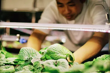 わさびに特化した屋内栽培システム2