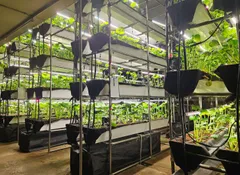 わさびに特化した屋内栽培システム1