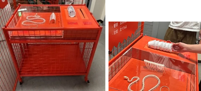 【展示台3】骨格標本とハンズオン