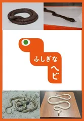 動態展示「ふしぎなヘビ」