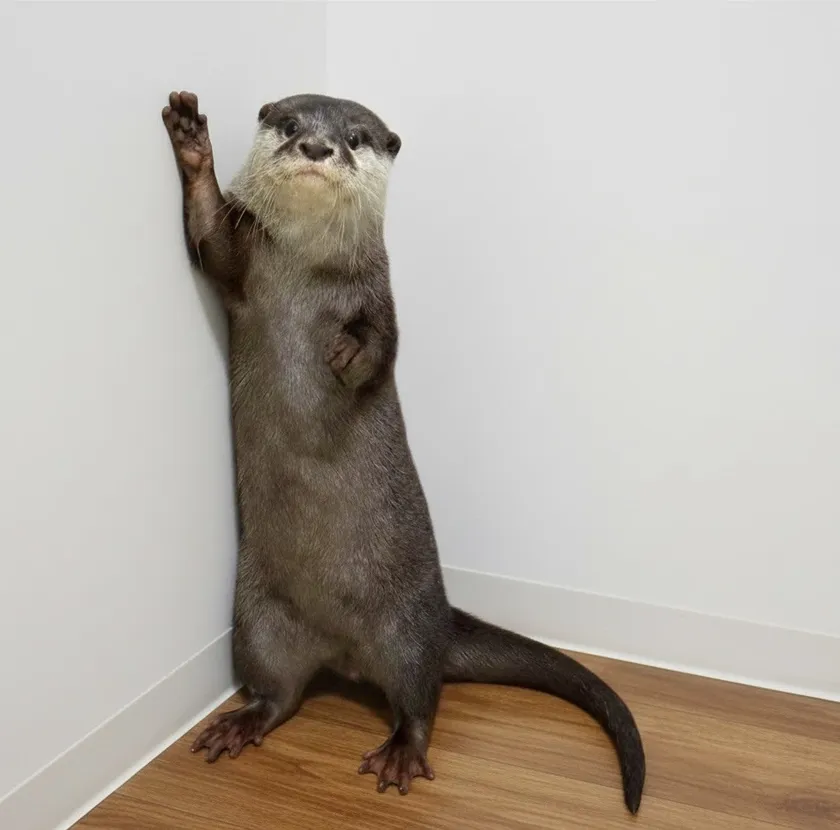 コツメカワウソさん