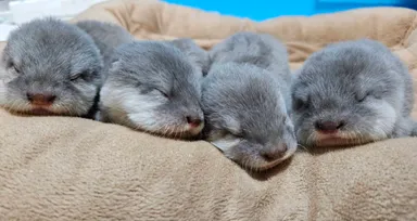 コツメカワウソの赤ちゃん