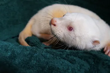 奇跡の白いカワウソ　ロッキー