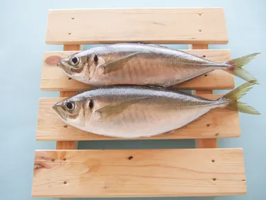 仙崎「トロあじ」