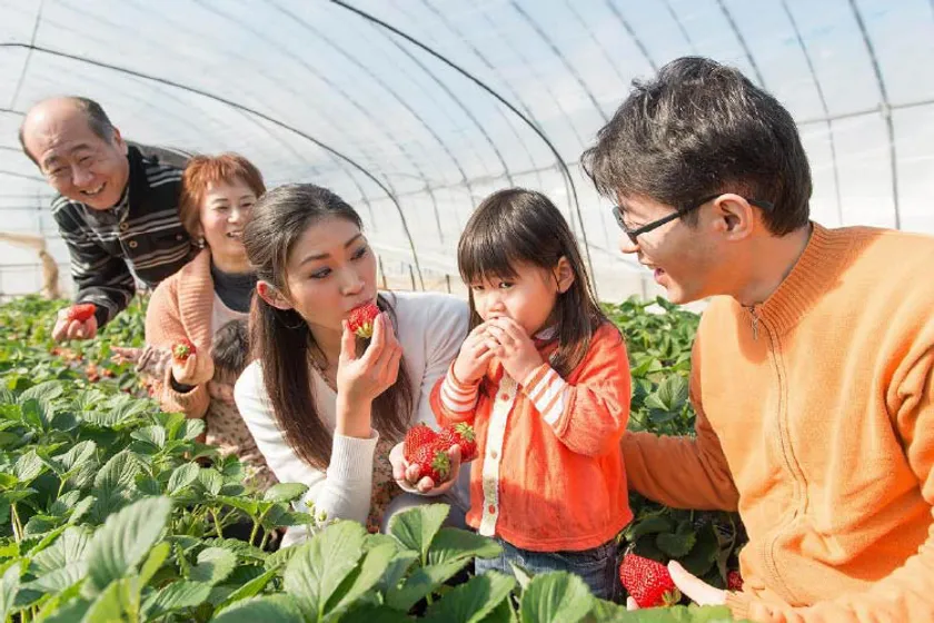 深作農園いちご狩りは2026年1月15日開始