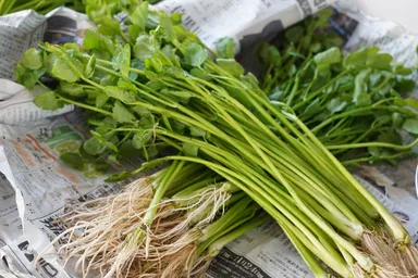 名取産の芹は根まで美味しい