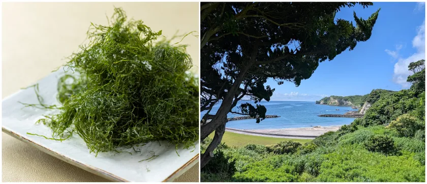 千葉県いすみ市発、希少な“陸上養殖青のり”の香り