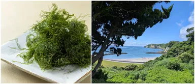 千葉県いすみ市発、希少な“陸上養殖青のり”の香り