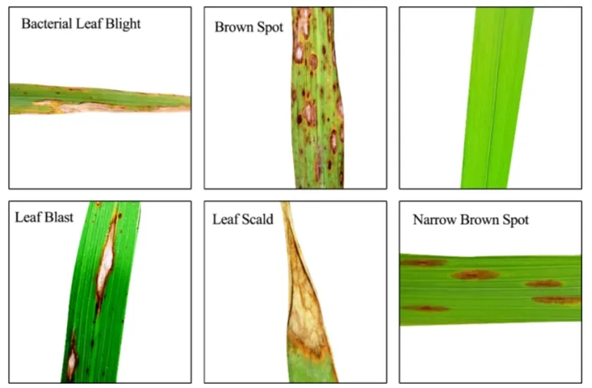 稲の病害例:CIAT提供