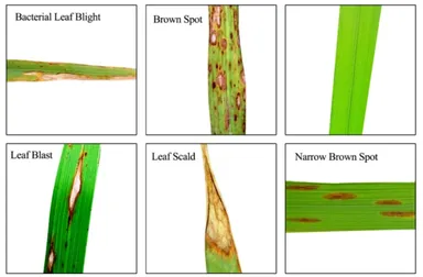 稲の病害例：CIAT提供