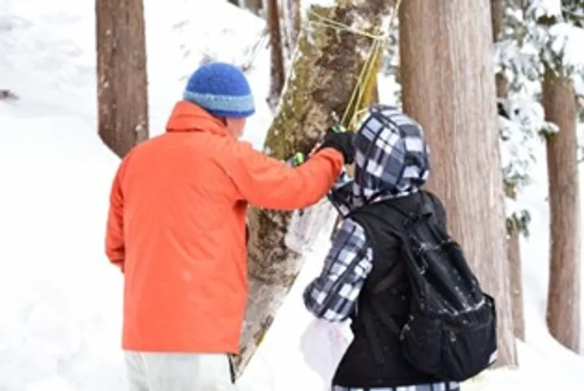 天然のメイプルサップ採取体験1
