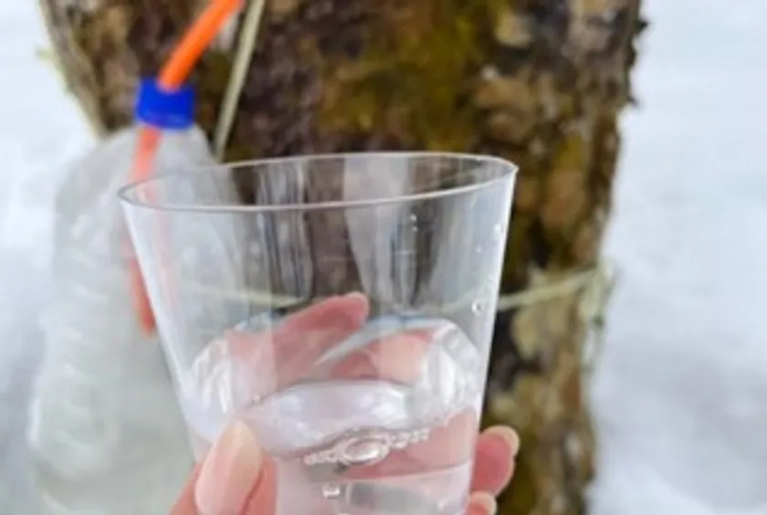 天然のメイプルサップ採取体験2