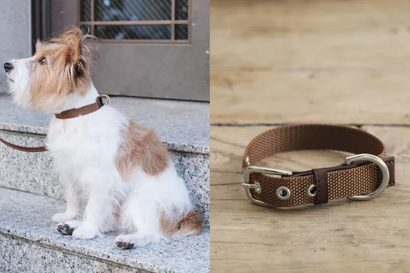 犬用首輪 着用イメージ