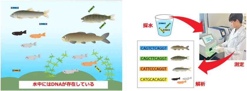 環境DNA分析のイメージ図