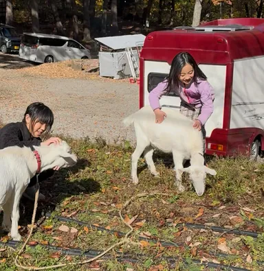写真(7)：ヤギ放牧で下草がない状態