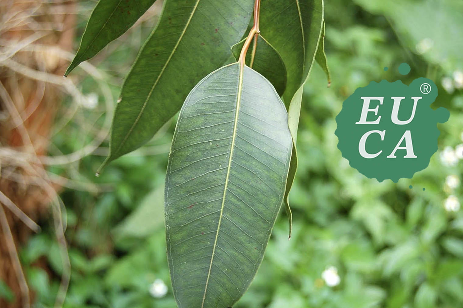 ハーブを中心とした事業展開