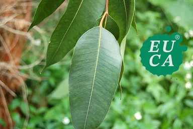 ハーブを中心とした事業展開