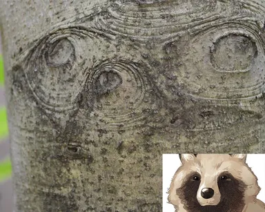 珍樹アニマル(タヌキ)