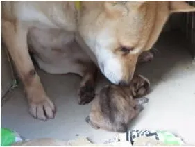 帰宅後は子犬にまっしぐら…ママ犬の愛
