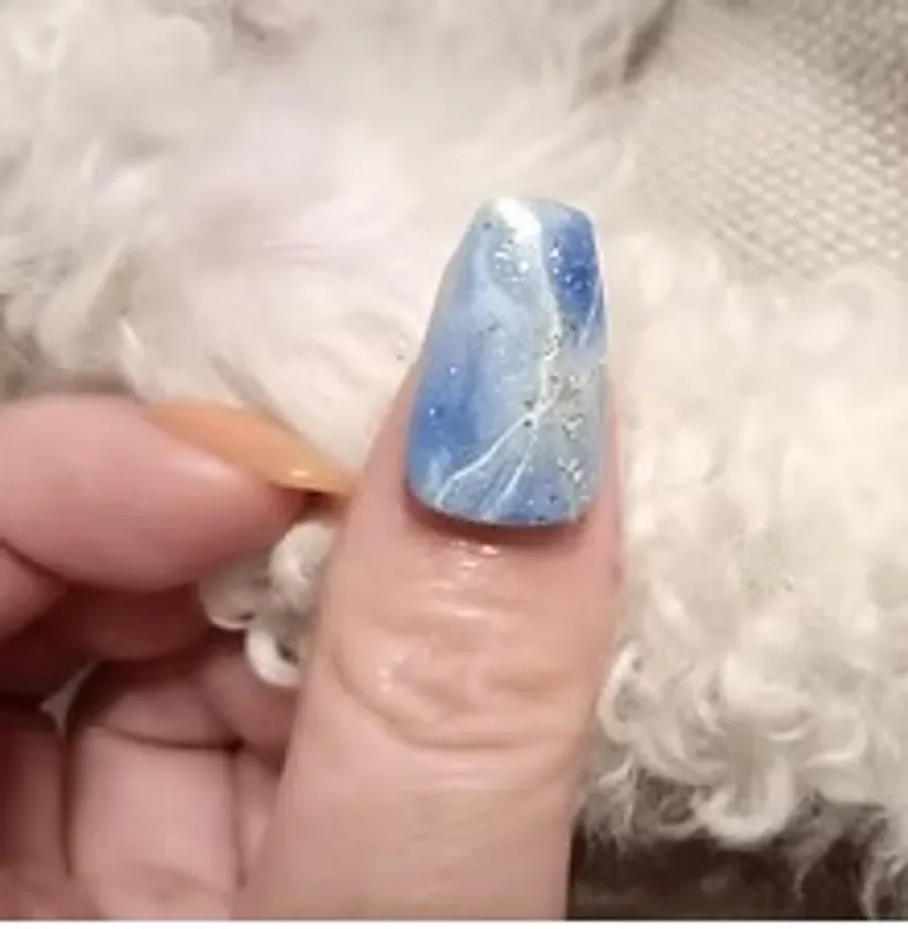 植物、自然由来のUV、LEDの光で固まるネイルチップ用接着剤を用いて装着したデザインネイルのイメージ図