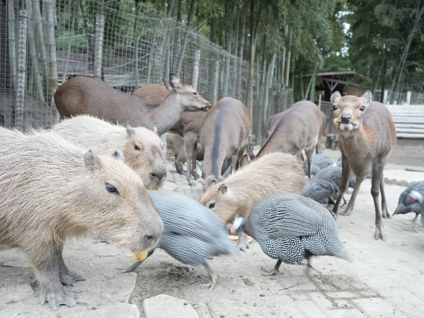 サユリワールド特別入園