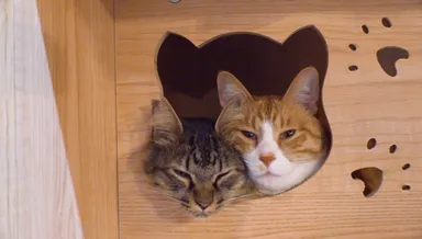 大阪で発見！救世主は猫!? SNSで人生が激変した「売上10倍さん」2