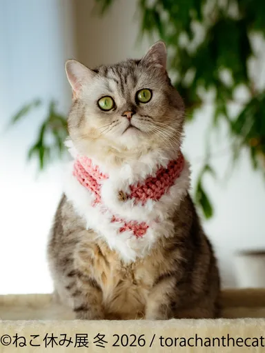 展示作品：torachanthecat