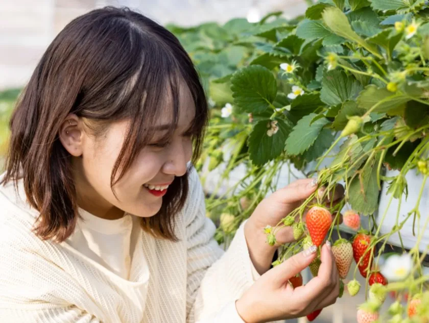 こもろ布引いちご園いちご狩り体験