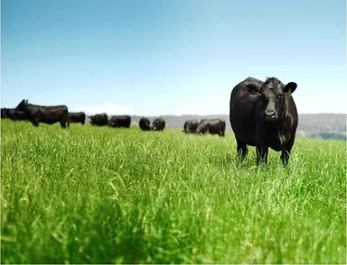 オージー・ビーフとは