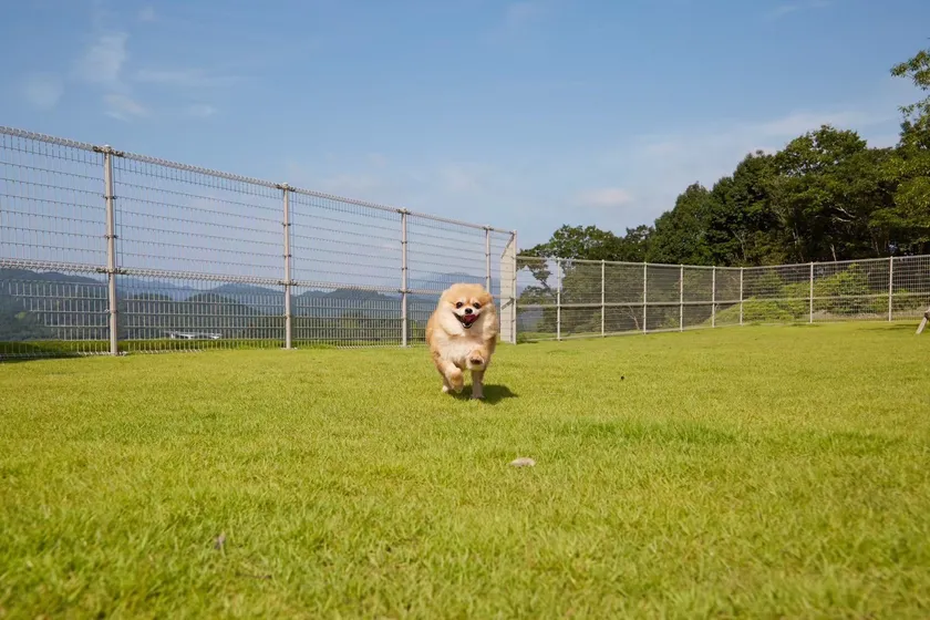 ani TERRACE ドッグラン