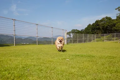 ani TERRACE ドッグラン