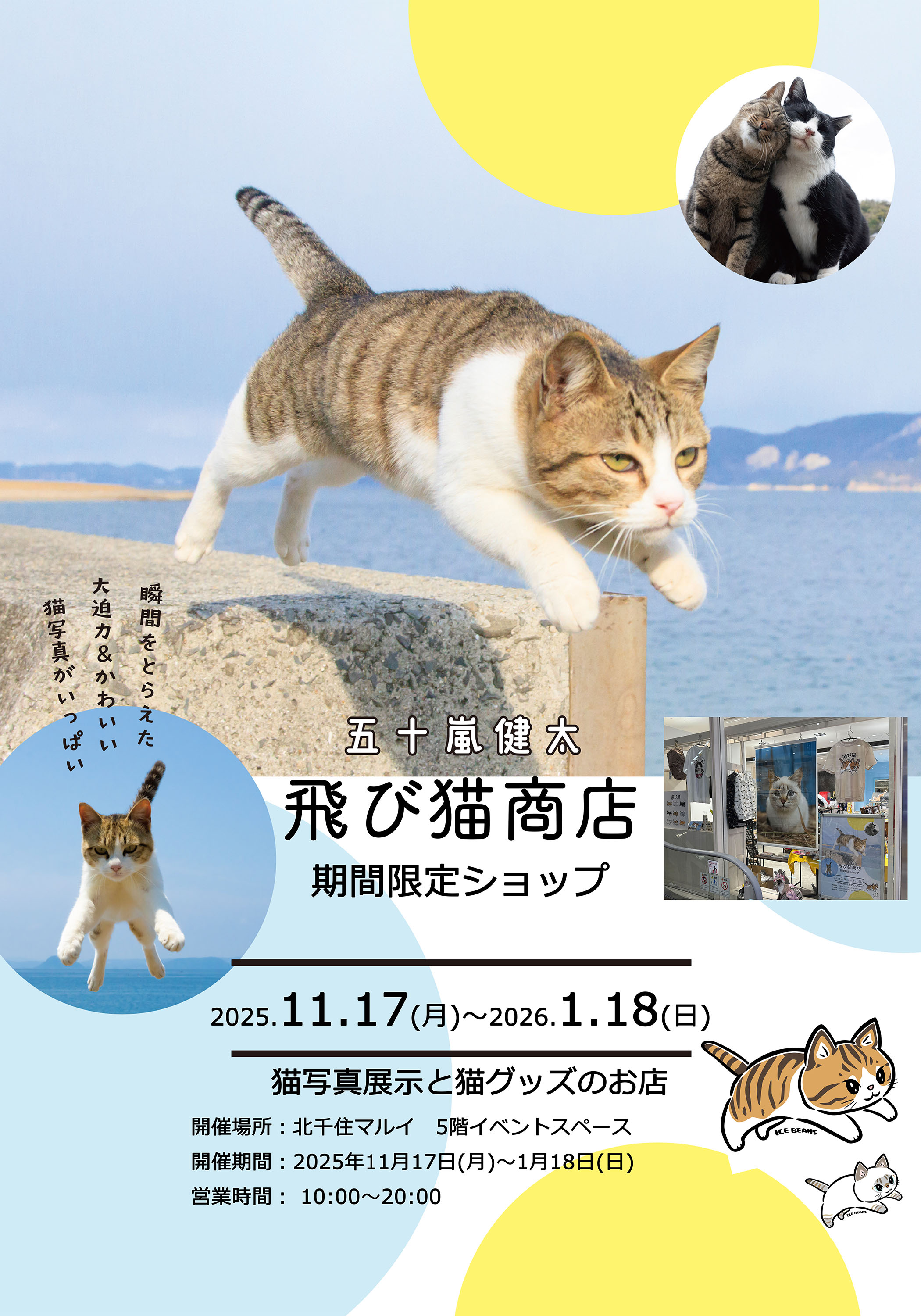写真家 五十嵐 健太の飛び猫10周年記念 「島猫そらら写真展」を12月20