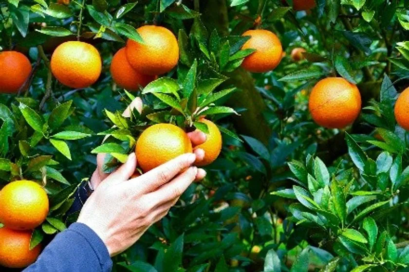 奄美大島の黒糖焼酎「里の曙」と、島育ちのフルーツ「たんかん」を丁寧に乾燥させた素材を組み合わせ、自宅で“自分だけのクラフトリキュール”を漬け込める体験を提供